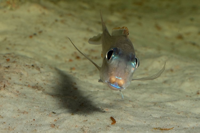 Xenotilapia nigrolabiata 'Chituta Bay'